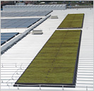 Roof Greening